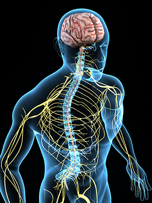 Outline of body showing central nervous system. 